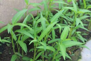 cara menanam kangkung