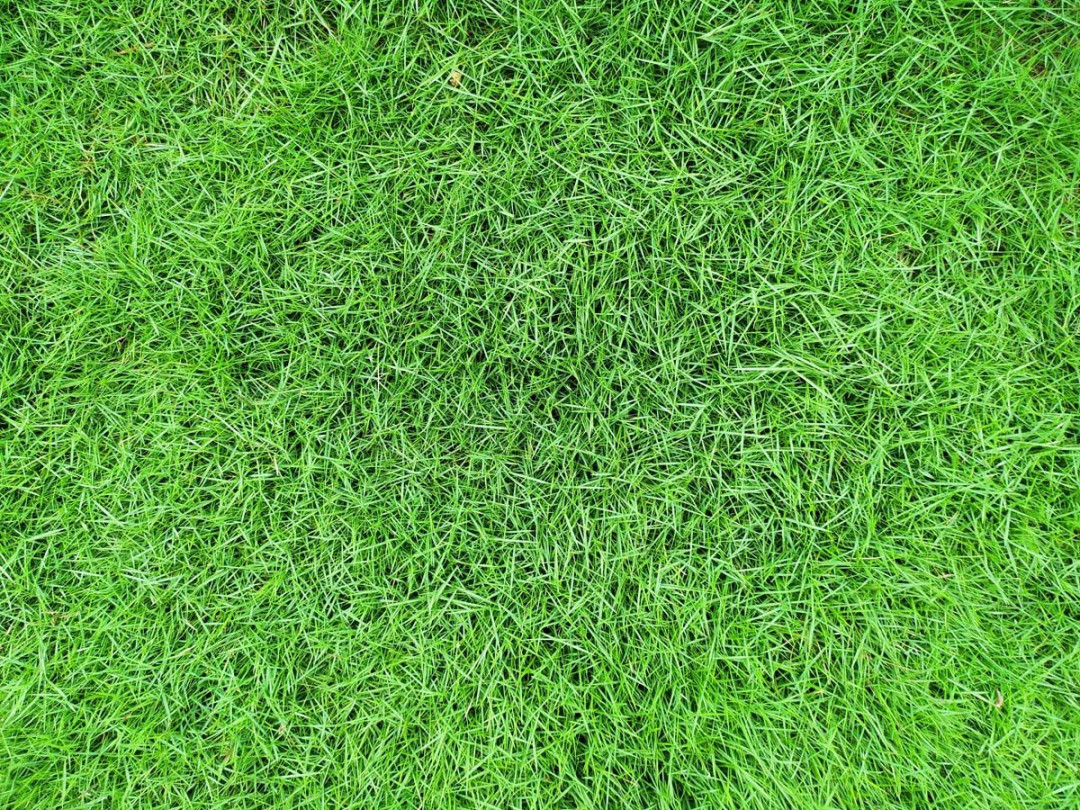 cara merawat rumput sintesis