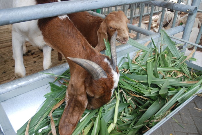 Jenis rumput yang di sukai kambing