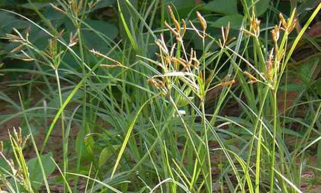 Cara mengolah rumput paragis untuk kesehatan