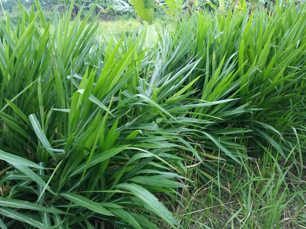 cara mengolah rumput paragis untuk kesehatan