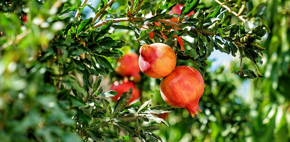cara membuat jus buah delima