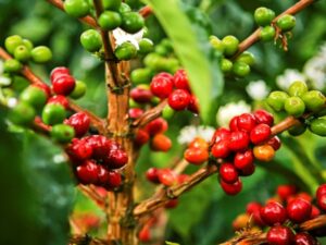 cara budidaya kopi