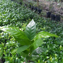 tips menanam kopi