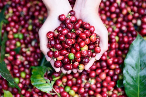 tips menanam kopi