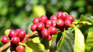 cara budidaya kopi