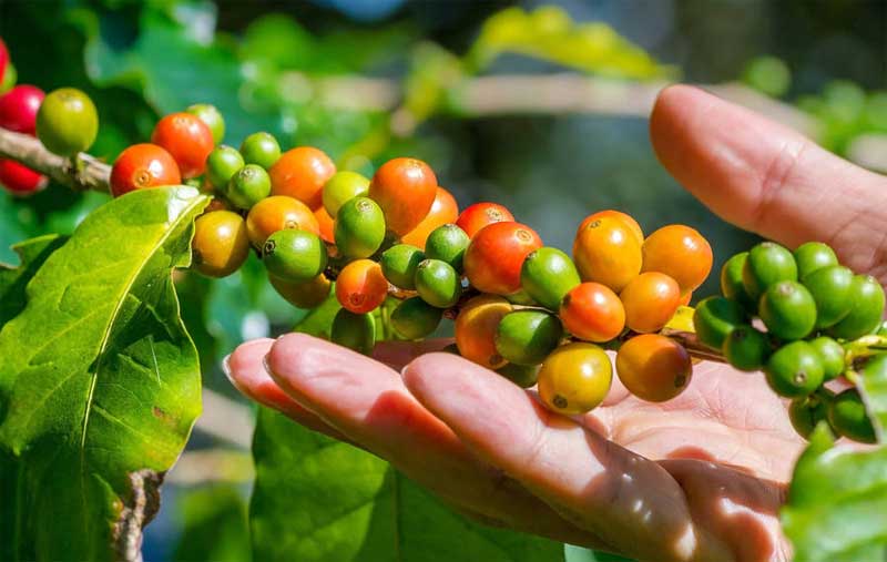 tips menanam kopi