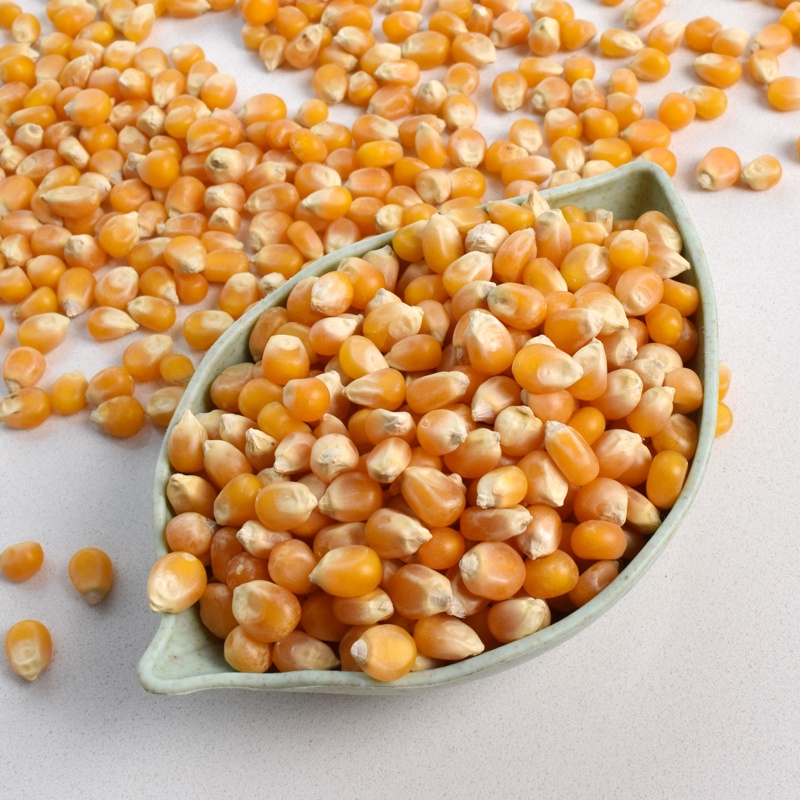 macam-macam jagung