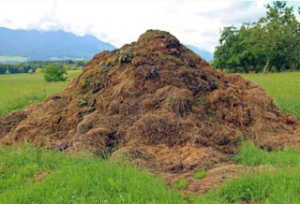 kotoran sapi