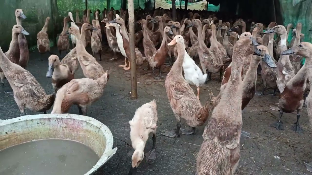 Pakan Berkualitas untuk Bebek Petelur