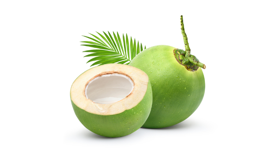 usaha kelapa muda