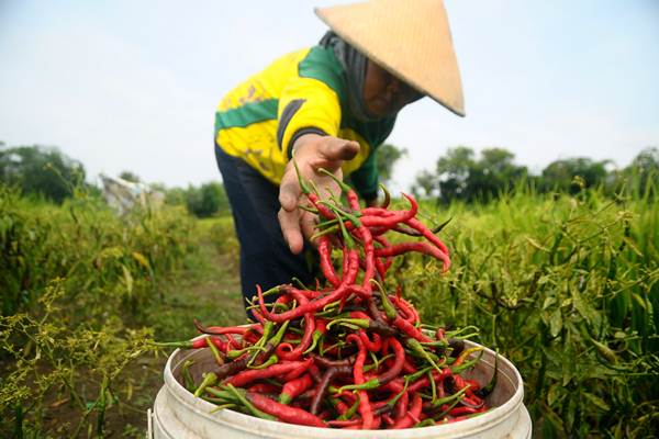 strategi bisnis cabai