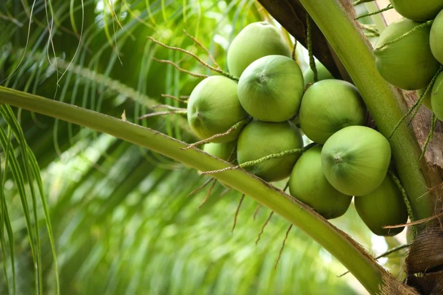 usaha kelapa muda