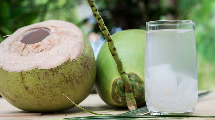 usaha kelapa muda