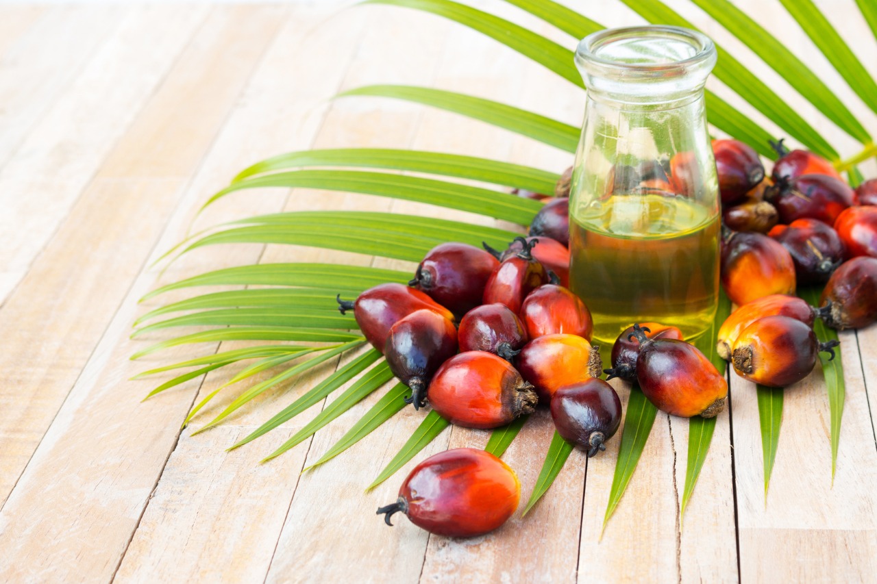 bisnis kelapa sawit