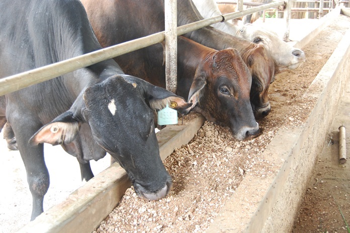 pakan sapi melahirkan