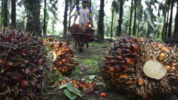 peluang usaha kelapa sawit
