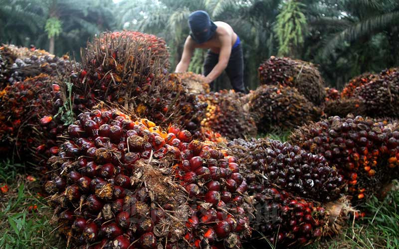 peluang usaha kelapa sawit
