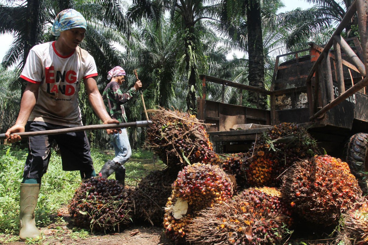 bisnis kelapa sawit