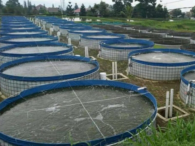 sistem kolam budidaya lele modern