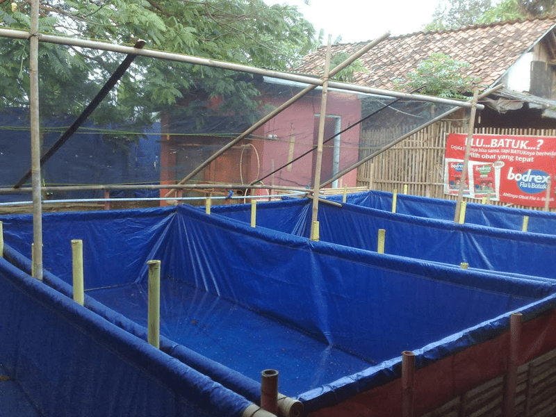 budidaya ikan lele di kolam terpal