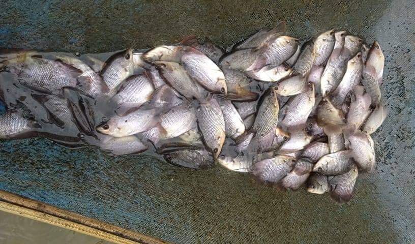 budidaya bibit ikan gurame