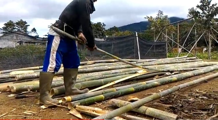 cara membelah bambu supaya lurus