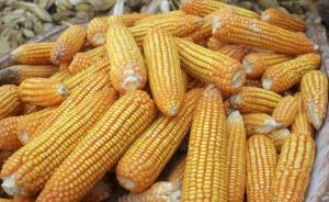 keunggulan usaha jagung kering