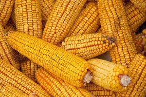 keunggulan usaha jagung kering