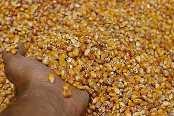 
Tips Bisnis Jagung Pakan Ternak
