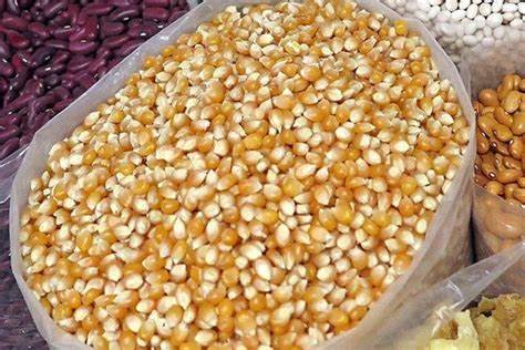 
Tips Bisnis Jagung Pakan Ternak