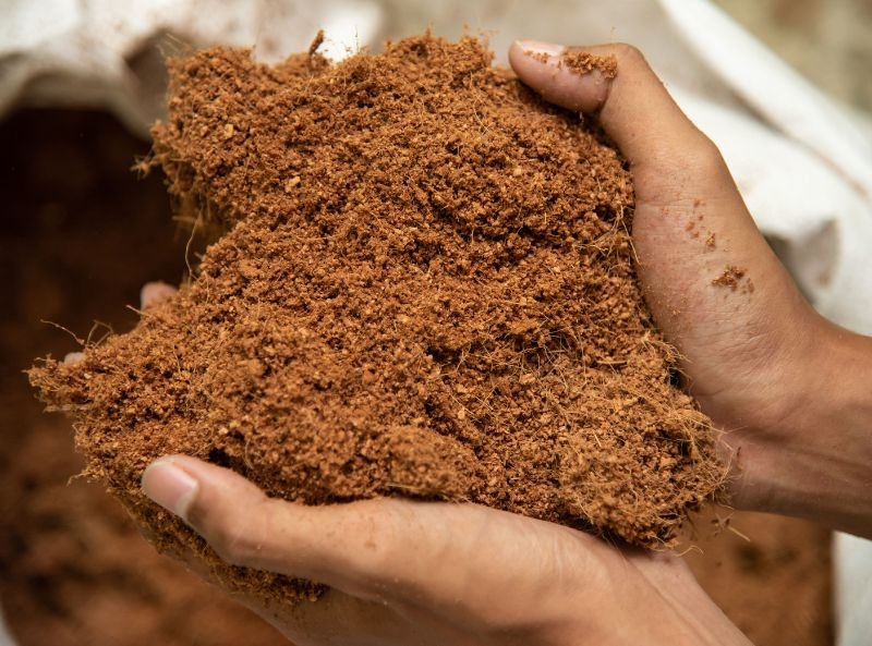 cocopeat untuk bonsai