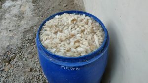 Pakan Ternak Alternatif