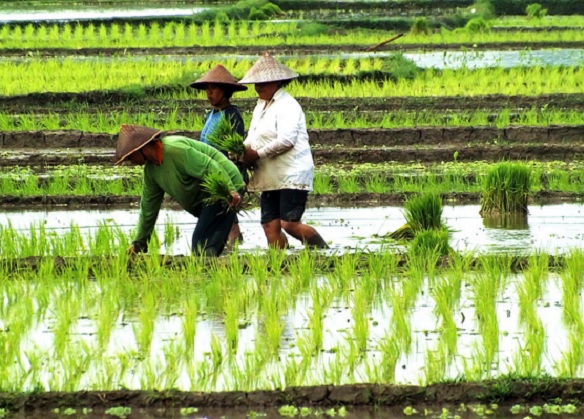 aplikasi jual beli alat mesin pertanian