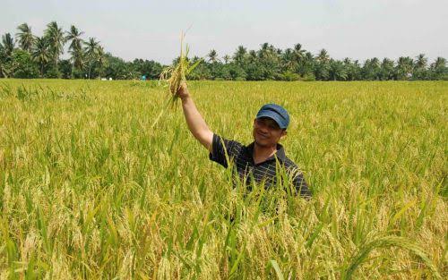 bibit padi siap tanam
