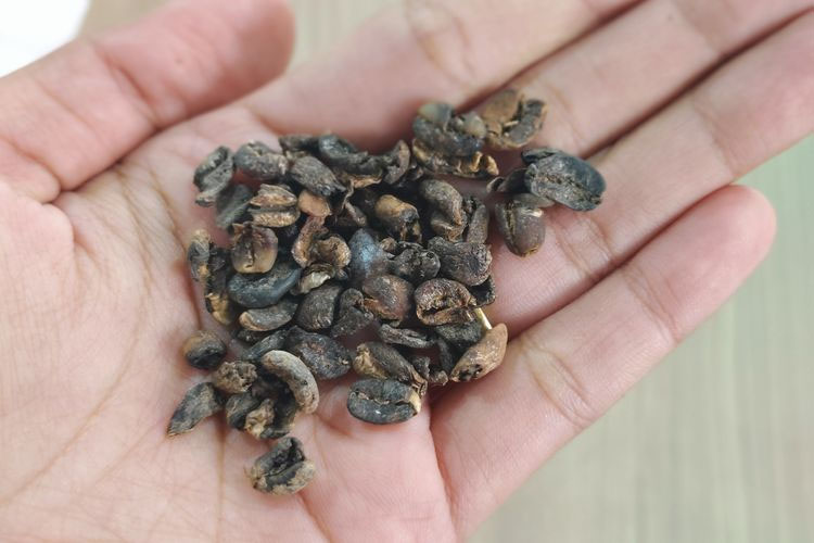 penyebab biji kopi rusak saat pengolahan