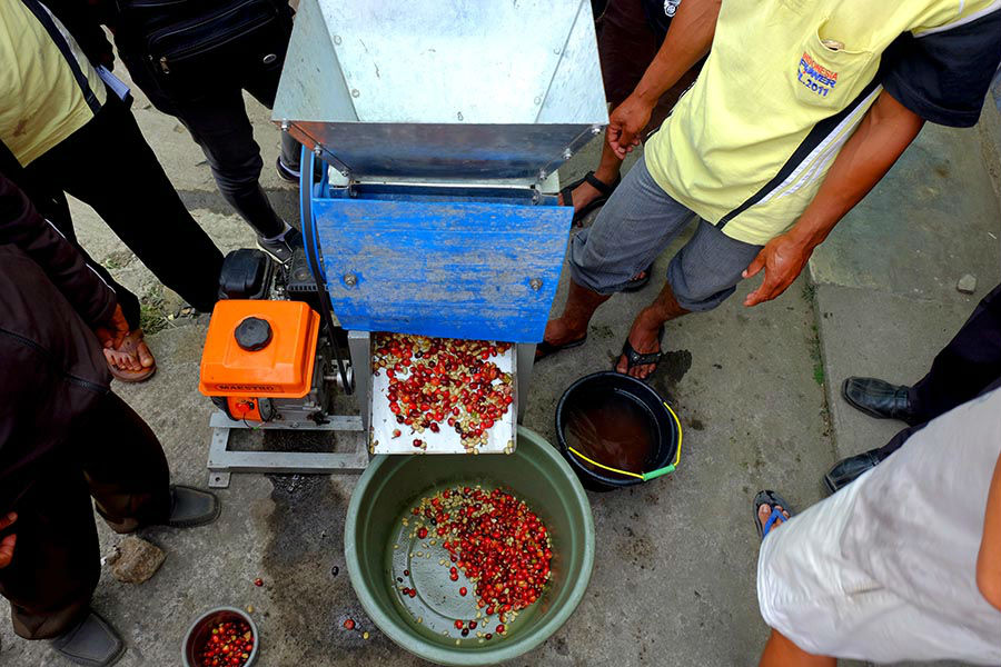 penyebab biji kopi rusak saat pengupasan