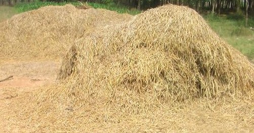 cara membuat pakan fermentasi