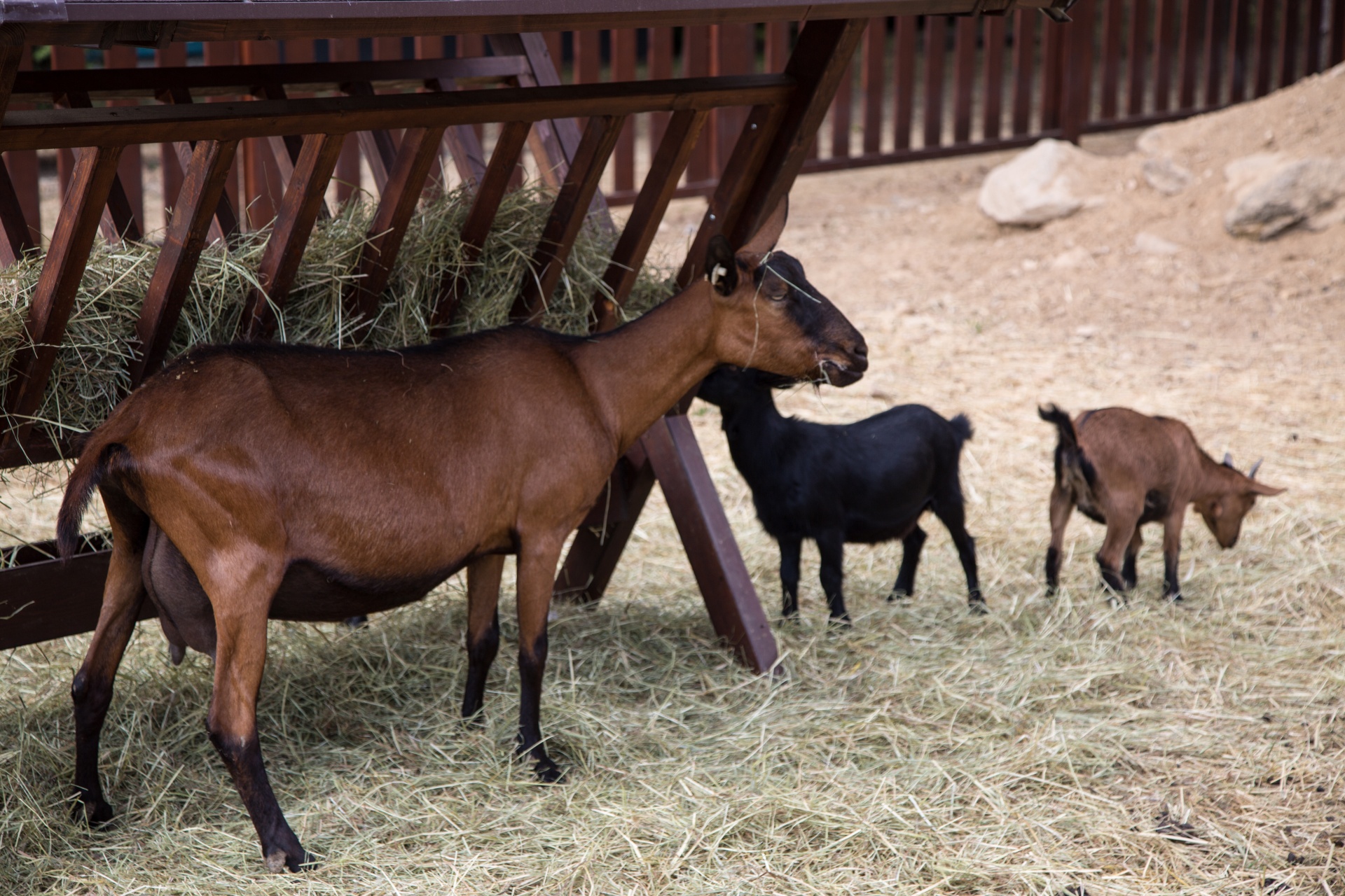 cara berbisnis ternak kambing