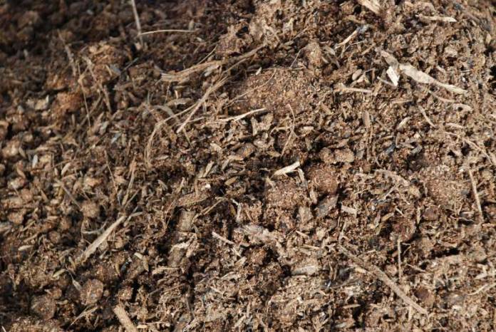 cara memanfaatkan rumput liar