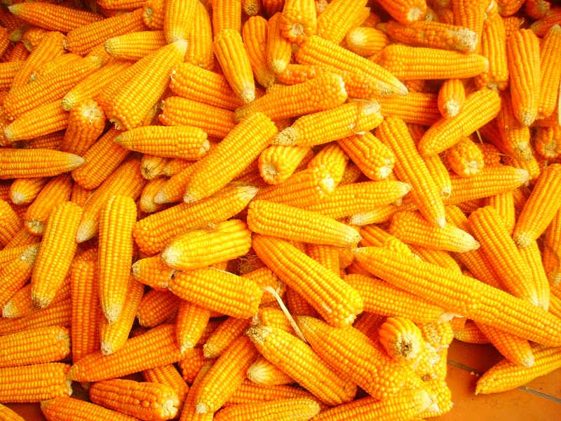 cara bisnis jagung kering