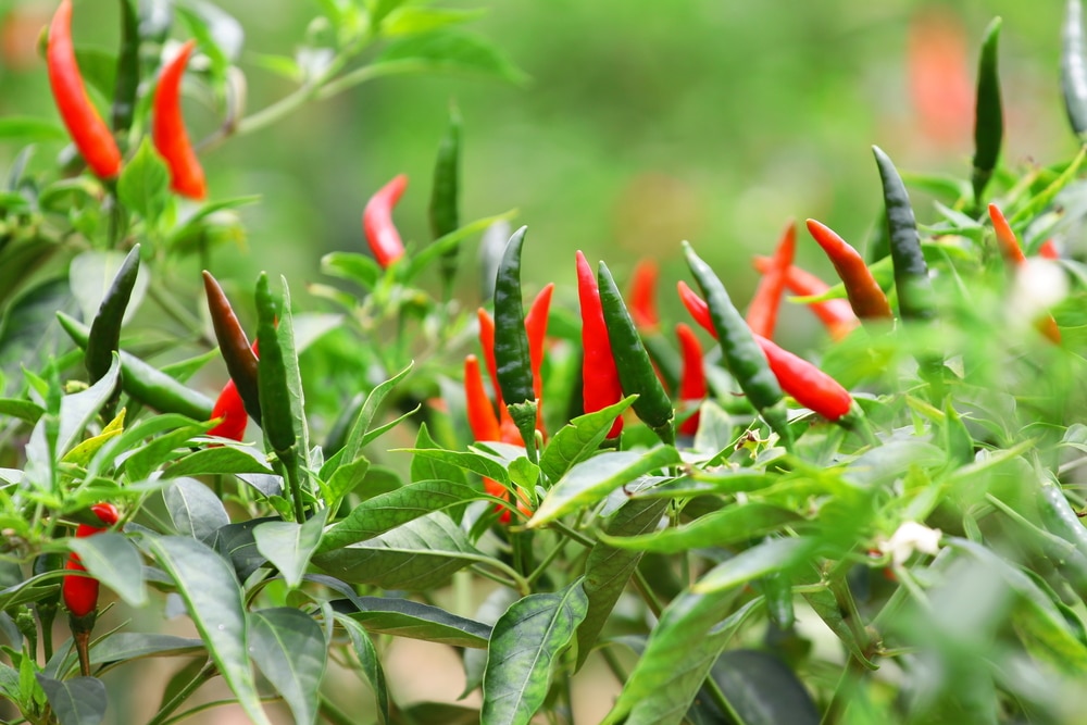 Tips berkebun cabe rawit di pekarangan