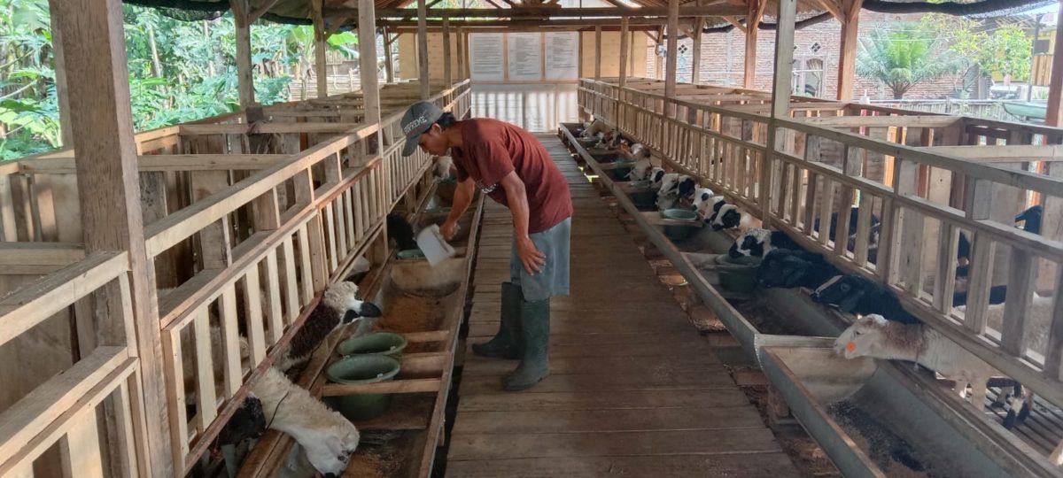 cara membuat pakan kambing