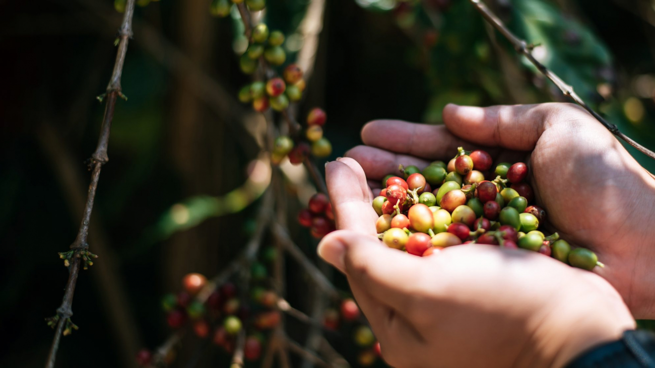 Penyusunan tanaman kopi robusta
