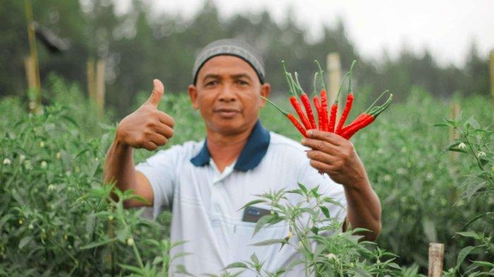 Potensi Bisnis Cabai