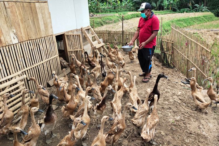 Pakan Berkualitas untuk Bebek Petelur
