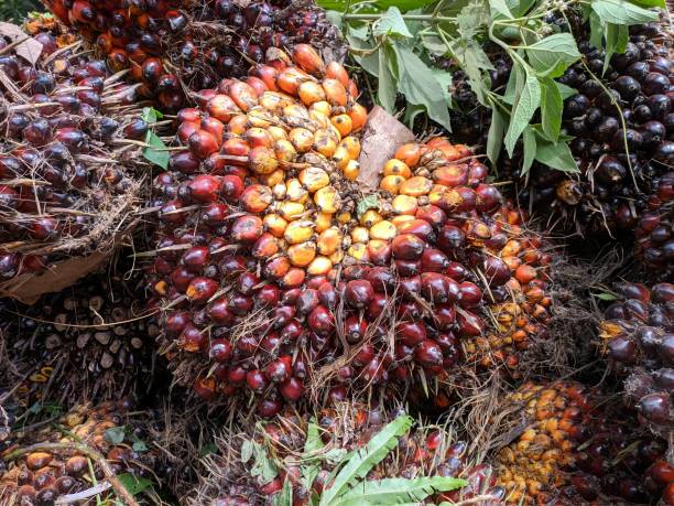 bisnis kelapa sawit