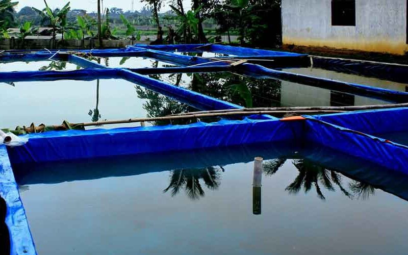 sistem kolam budidaya lele modern