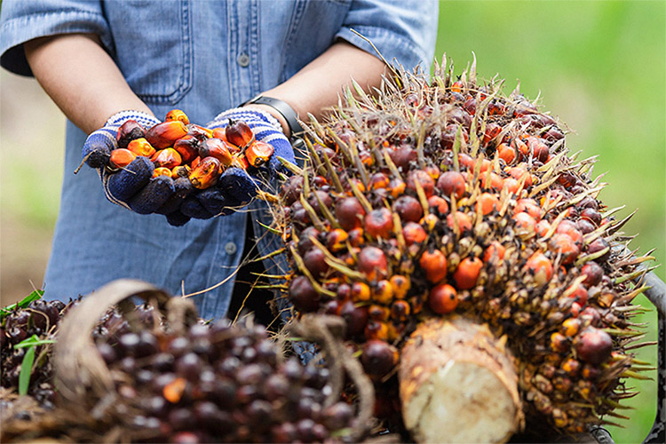 peluang usaha kelapa sawit