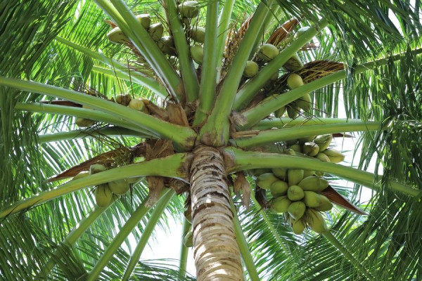 peluang usaha kelapa